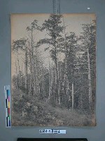 臺南州嘉義郡阿里山萬歲山森林原野之景藏品圖，第2張